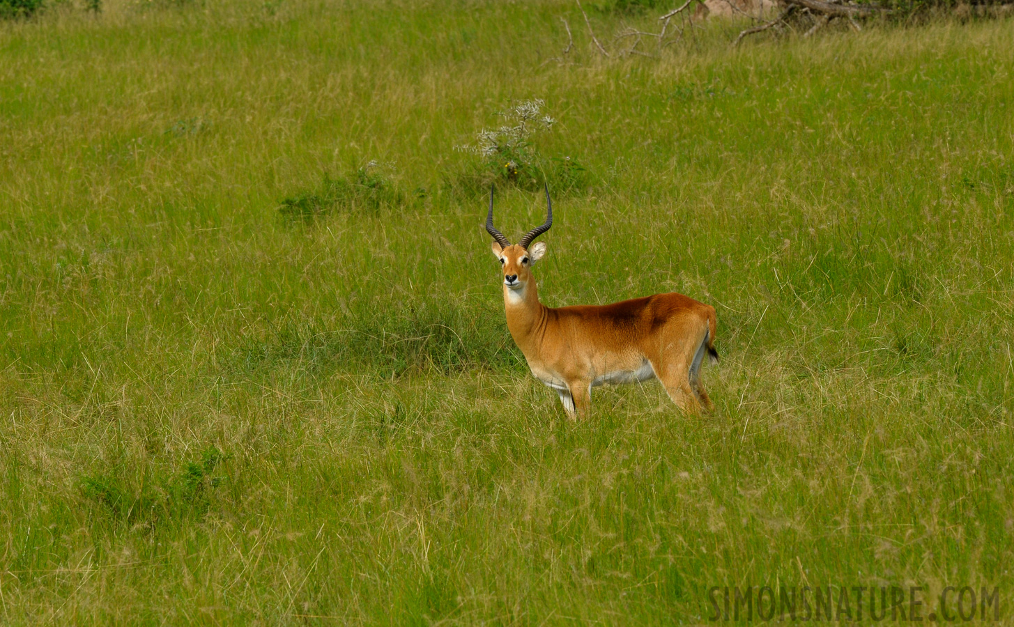 Kobus thomasi [400 mm, 1/250 Sek. bei f / 14, ISO 800]